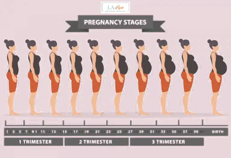 First Trimester (Weeks 1–12): Early Changes You Might Not Notice Matlock